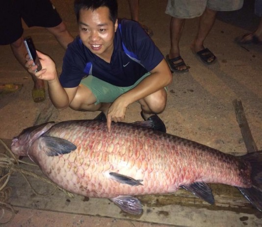 trắm đen 61-63kg tại thái nguyên
