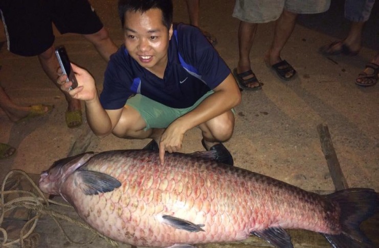 trắm đen 61-63kg tại thái nguyên
