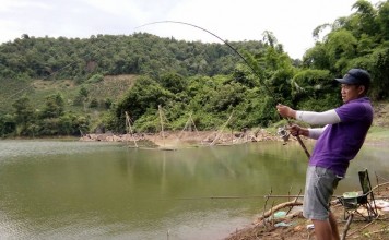 Các cách làm mồi câu cá trôi trắng đỏ củ hiệu quả nhất cách câu cá trôi