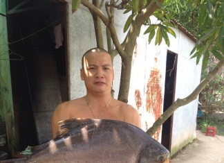 Các cách làm mồi câu cá chim ao, sông, hồ hiệu quả nhất cách làm mồi câu cá chim (2)