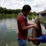 cách làm mồi câu cá tra