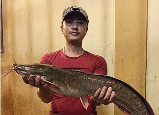 Các cách làm mồi câu cá trê ao sông hồ hiệu quả nhất