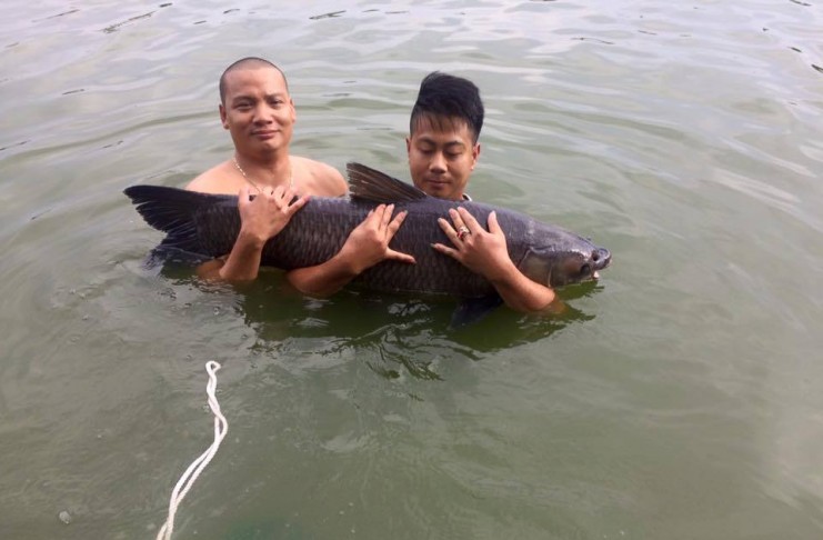 cách làm mồi câu cá trắm đen (2)