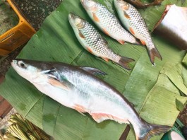 cách làm mồi câu cá basa