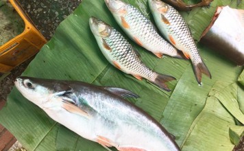 cách làm mồi câu cá basa