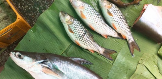 cách làm mồi câu cá basa