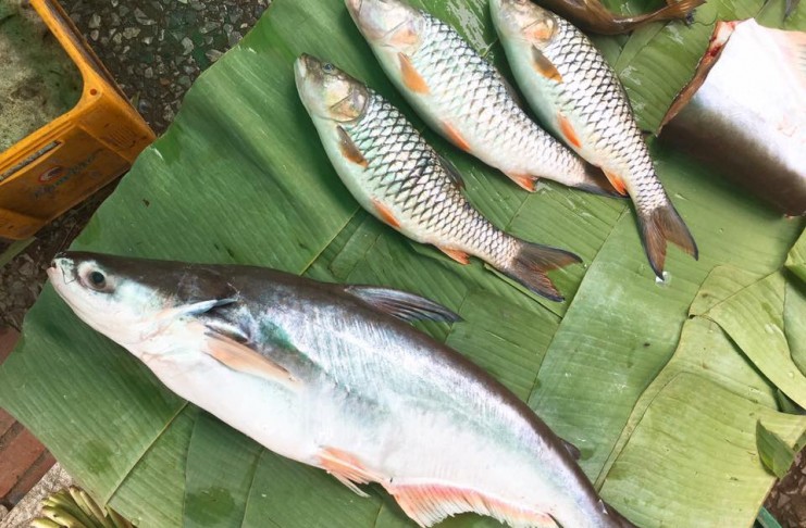 cách làm mồi câu cá basa