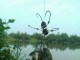 cách làm mồi câu cá rô đồng (1)