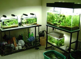 Thú chơi thủy sinh: Hồ cá nhỏ lắm phong cách