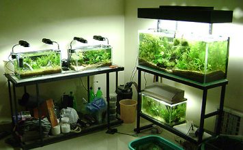 Thú chơi thủy sinh: Hồ cá nhỏ lắm phong cách