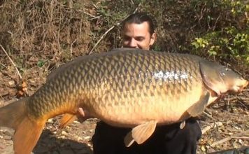 Tìm hiểu tập tính và cách làm mồi cá chép đớp liên hoàn