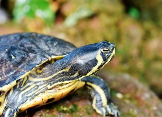 Những điều cần biết để đi câu ba ba hiệu quả