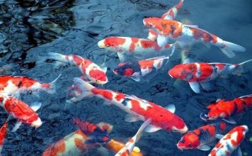 Tìm hiểu về cá Koi – Những bước đầu về thú chơi xa xỉ
