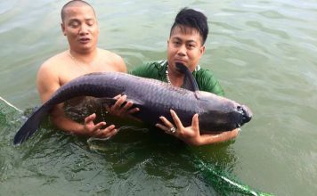 2 cách làm mồi cá trắm cực kỳ hiệu quả theo các cần thủ lâu năm