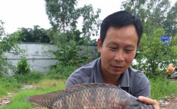 Hướng dẫn làm mồi câu cá rô phi chất nhất quả đất