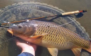Bí mật cách câu cá chép sông hiệu quả nhất năm 2019
