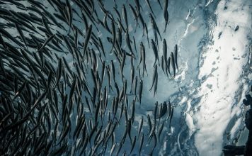 Tiết lộ cách làm mồi câu cá tra hiệu quả nhất – Những câu chuyện bên hồ câu tiet-lo-cach-lam-moi-cau-ca-tra-hieu-qua-nhat